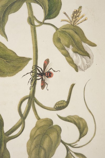 Detail of Plate XXI from Metamorphosis Insectorum Surinamensium by Maria Sibylla Merian, 1705 (detail) by Unknown